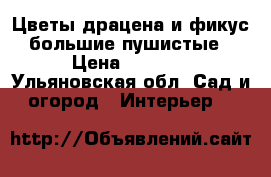 Цветы драцена и фикус большие пушистые › Цена ­ 1 700 - Ульяновская обл. Сад и огород » Интерьер   